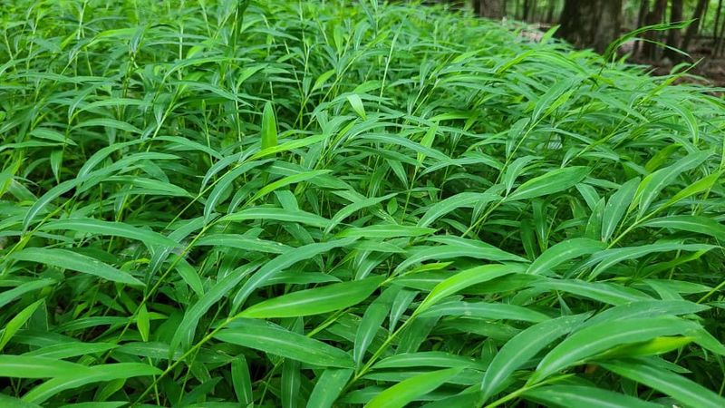 Watch Shady Moist Areas Where Stiltgrass Spreads Fast
