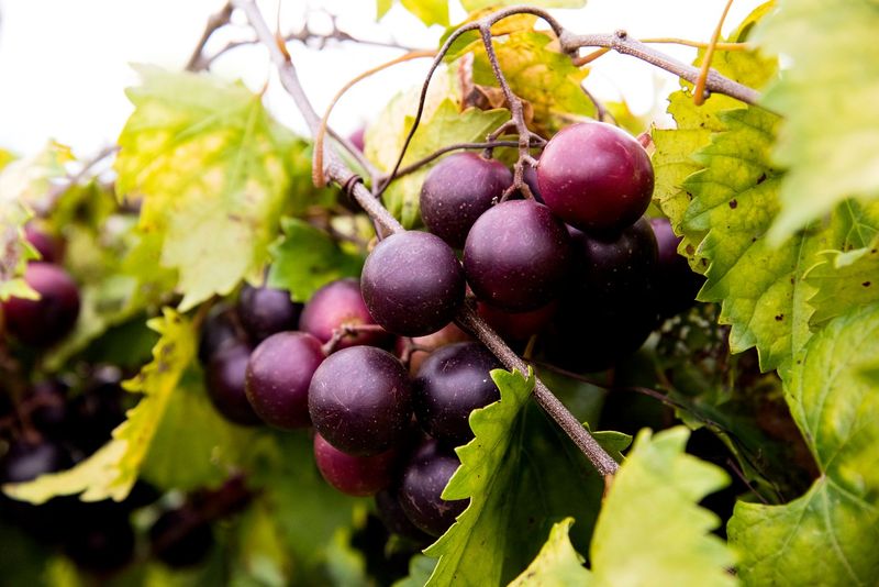 Watch The Color Change Before Picking Watch The Color Change Before Picking