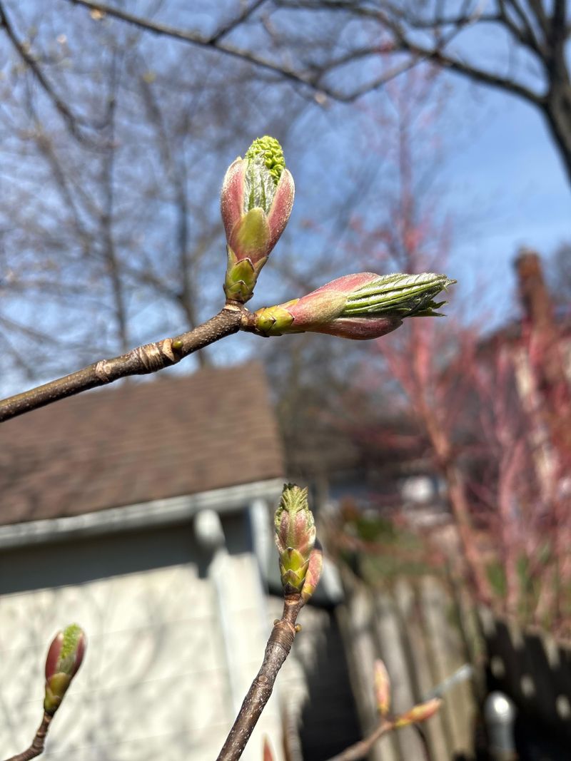 Watch The Tree Again Next Spring Watch The Tree Again Next Spring