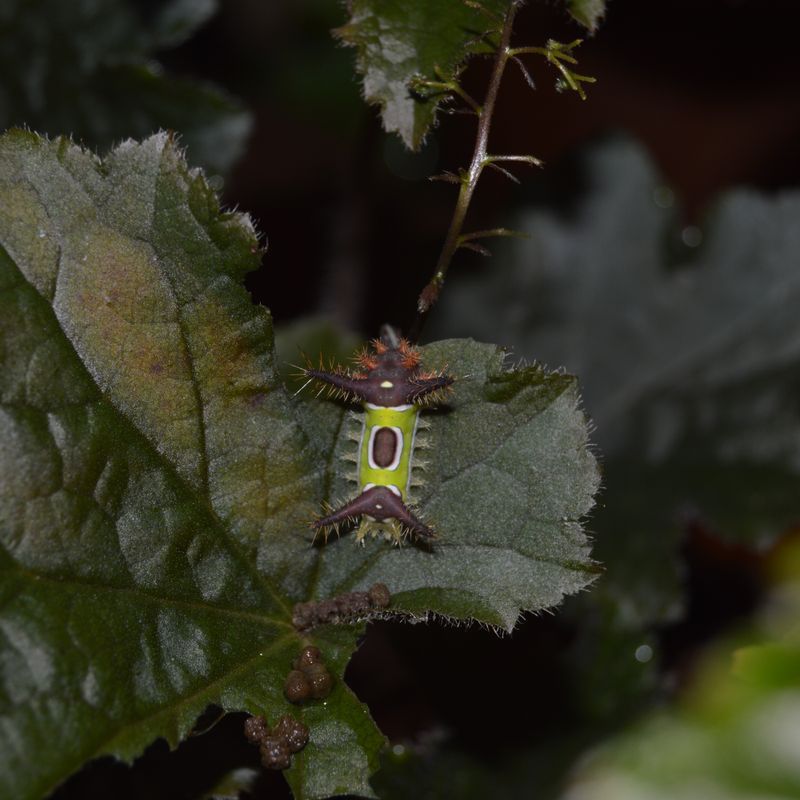 Watch These Florida Plants For Hidden Stinging Caterpillars
