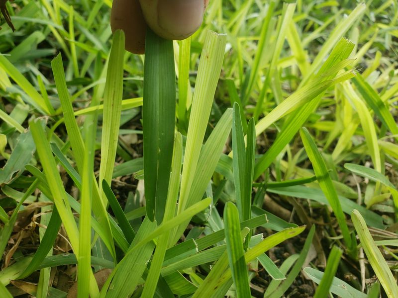 Watch Yellowing Grass For Hidden Root Damage