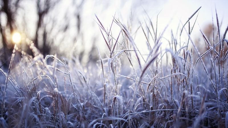 Watching The First Frost Forecast Across Ohio Watching The First Frost Forecast Across Ohio