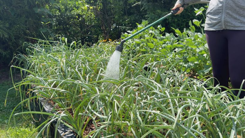 Water After Planting If The Soil Is Dry