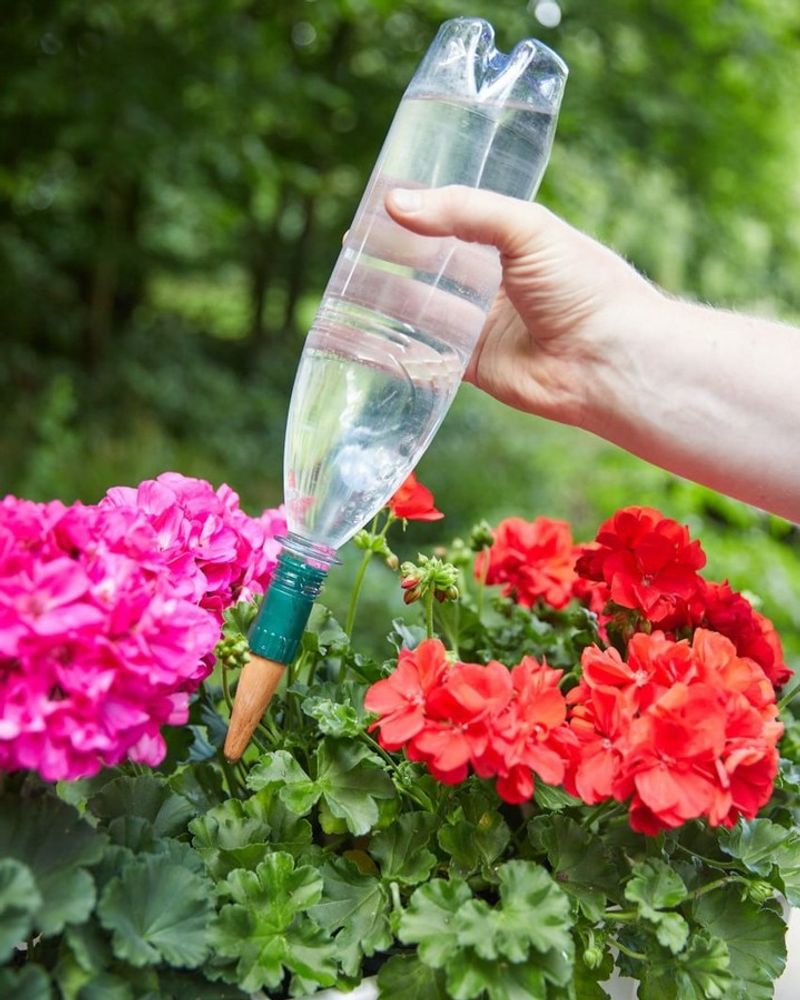 Water Before Feeding Dry Plants Water Before Feeding Dry Plants