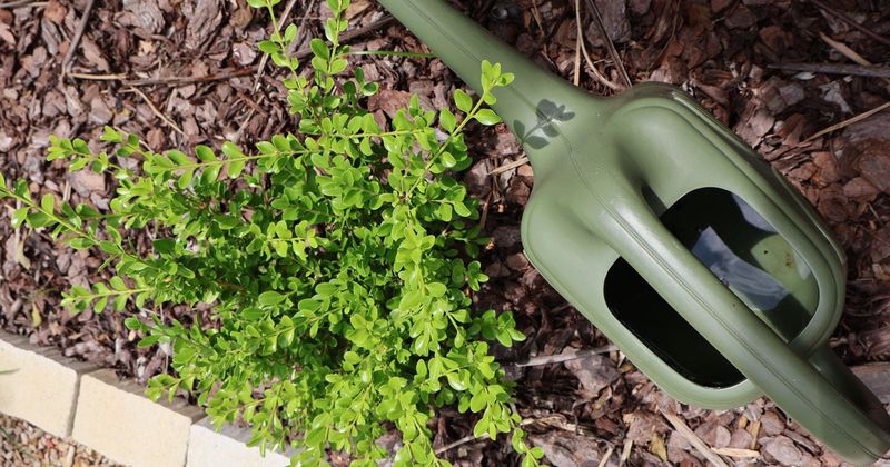 Water Boxwoods Deeply Before The Ground Freezes Water Boxwoods Deeply Before The Ground Freezes