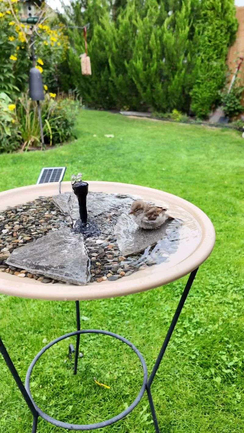 Water Can Affect Bird Visits Water Can Affect Bird Visits