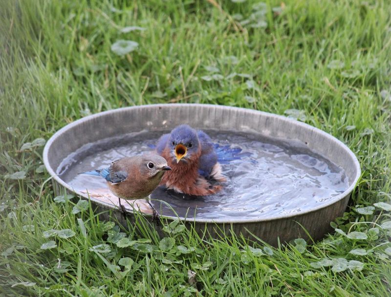 Water Can Draw Several Visitors Into The Same Yard