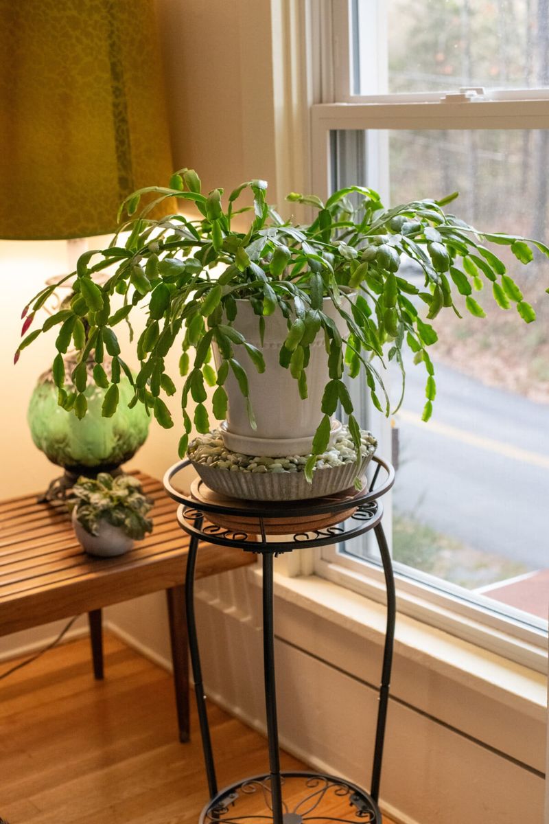 Water Carefully While Buds Are Developing Water Carefully While Buds Are Developing