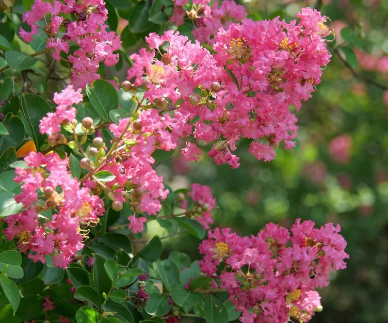 Water Correctly During Late Summer Stress Water Correctly During Late Summer Stress