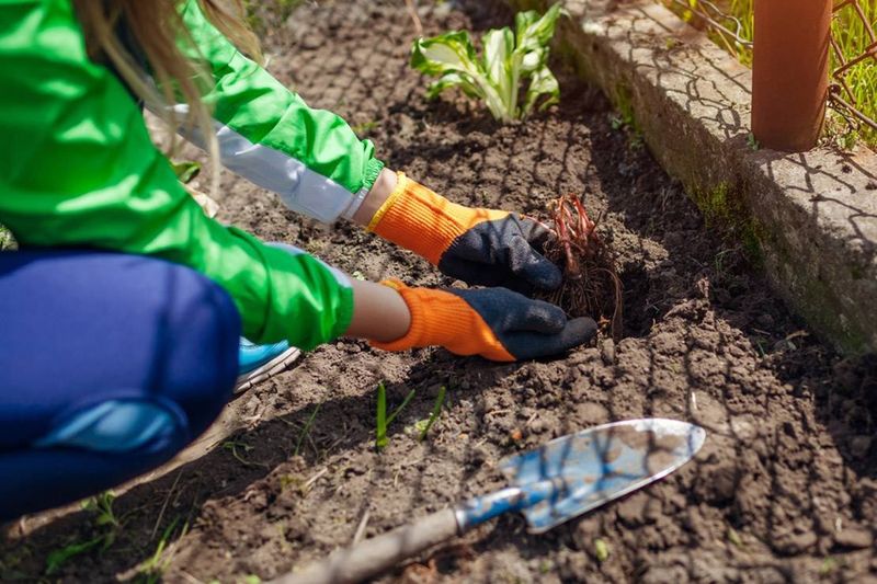 Water Deeply After Transplanting Water Deeply After Transplanting