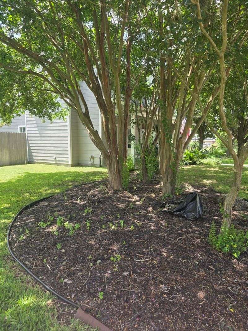 Water Deeply And Mulch The Root Zone Water Deeply And Mulch The Root Zone