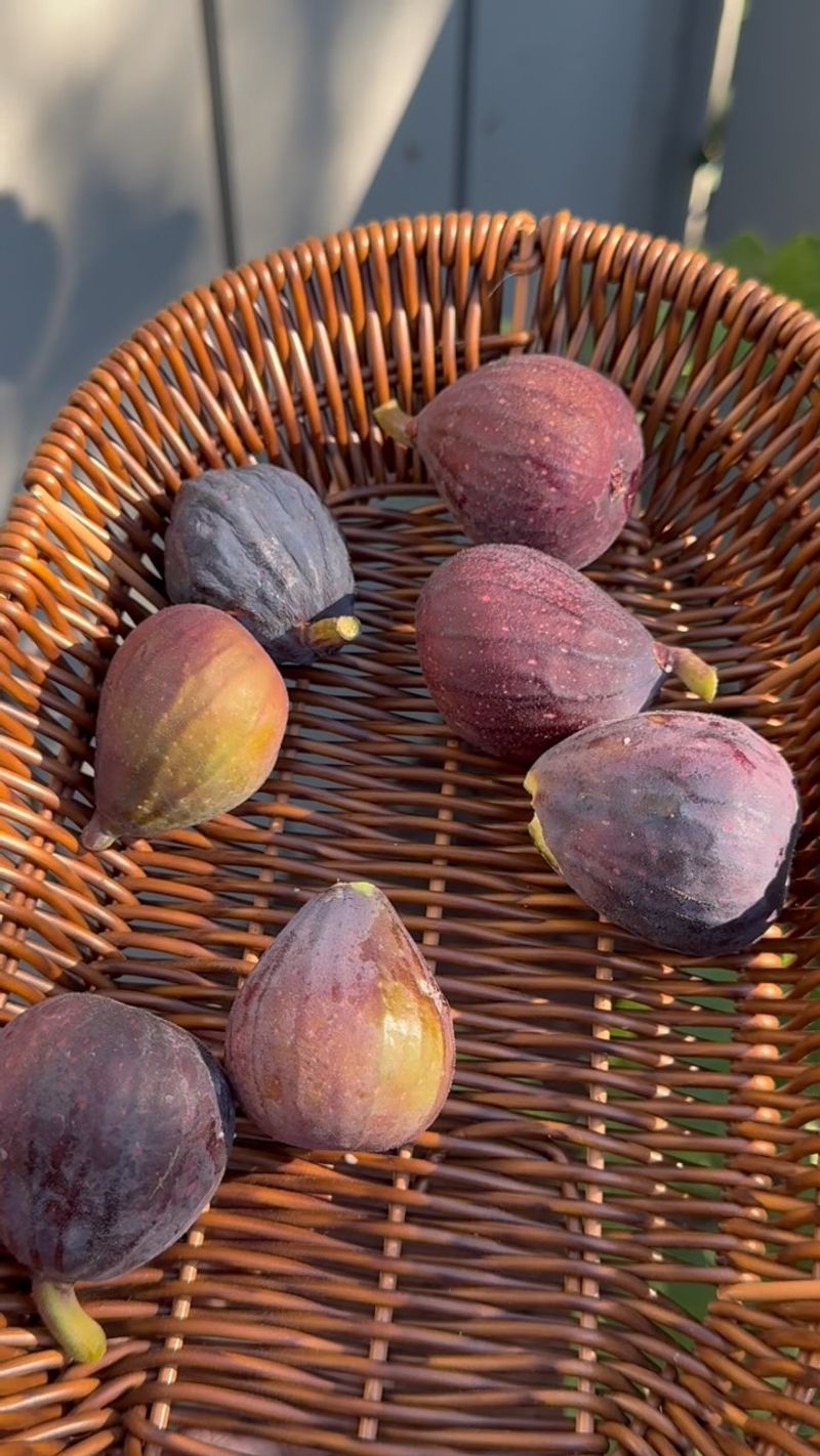 Water Deeply And Steadily For Plump Fruit Water Deeply And Steadily For Plump Fruit