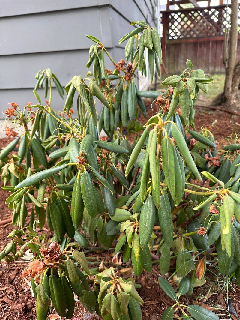 Water Deeply Before Buds Fully Set