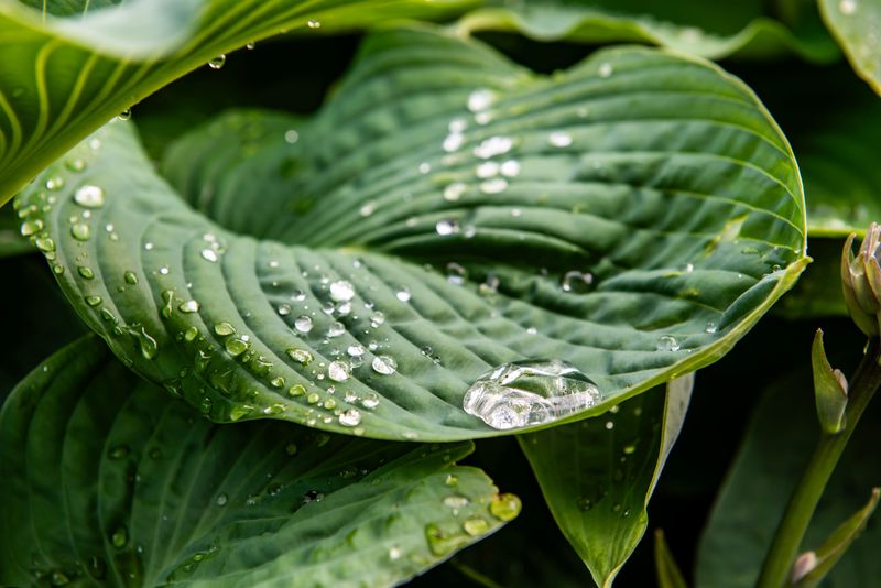 Water Deeply Until The Ground Freezes Water Deeply Until The Ground Freezes