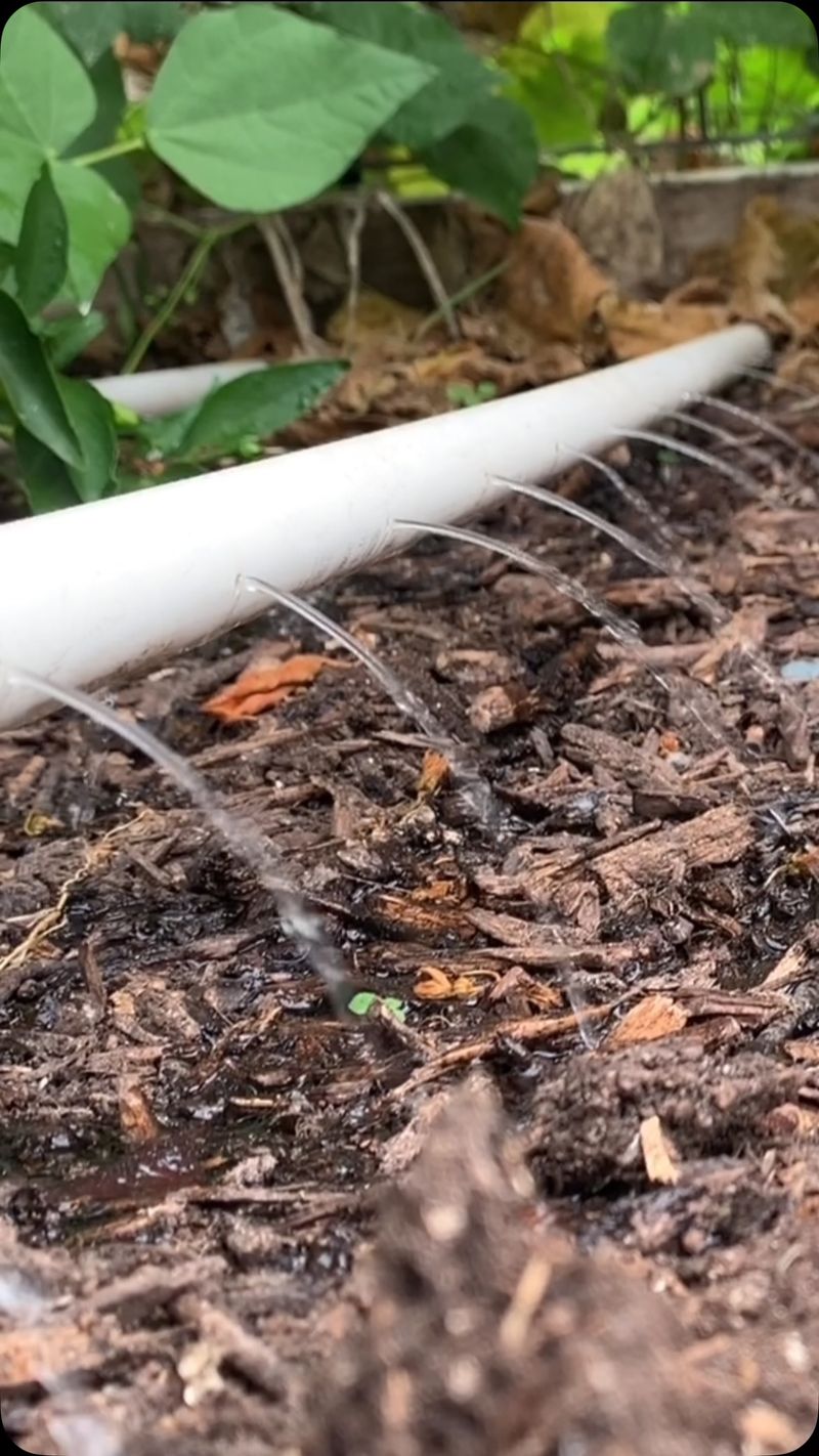 Water Gently So Seeds Stay In Place Water Gently So Seeds Stay In Place