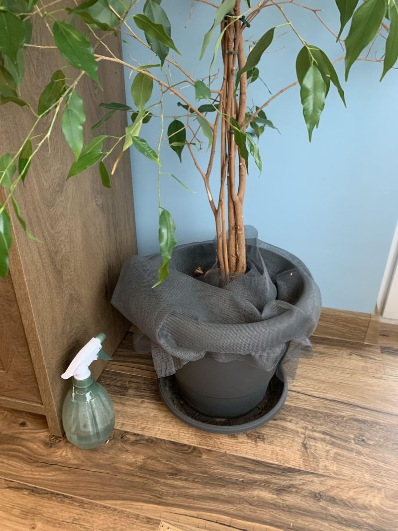 Water Less Frequently As Indoor Growth Decreases Water Less Frequently As Indoor Growth Decreases