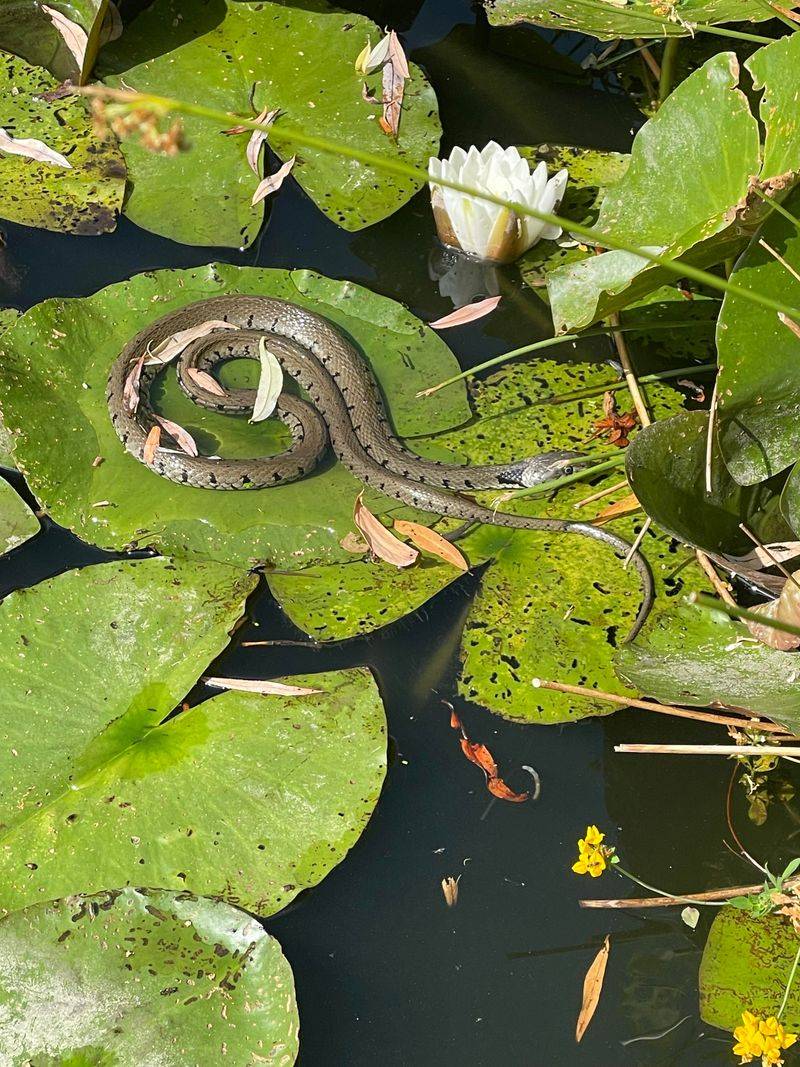Water Lilies Open A Pond Side Snack Bar Water Lilies Open A Pond Side Snack Bar