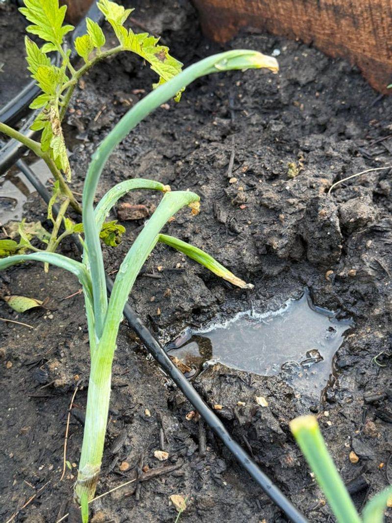 Water May Have Trouble Infiltrating Water May Have Trouble Infiltrating