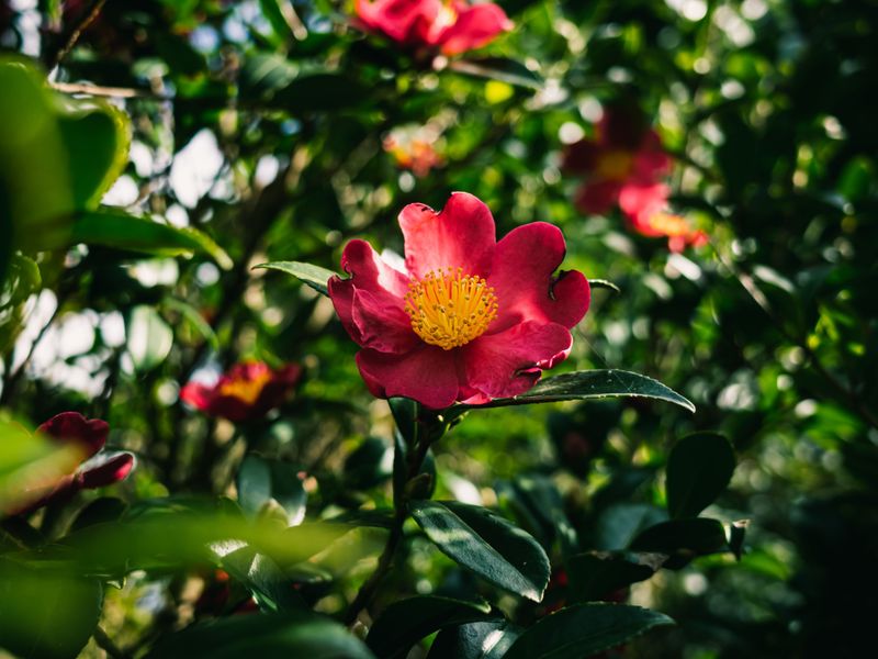 Water, Mulch, And Filtered Light For Fuller Flowers