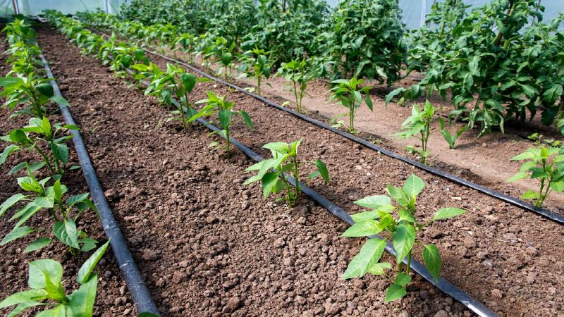 Water Needs Drop Along With Growth