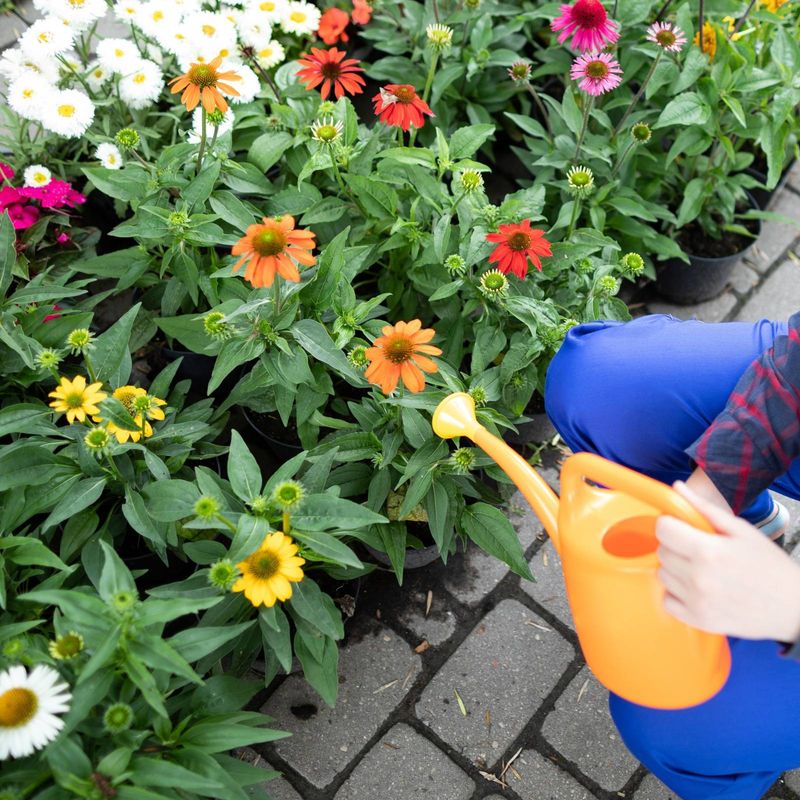 Water New Perennials Before The Ground Freezes