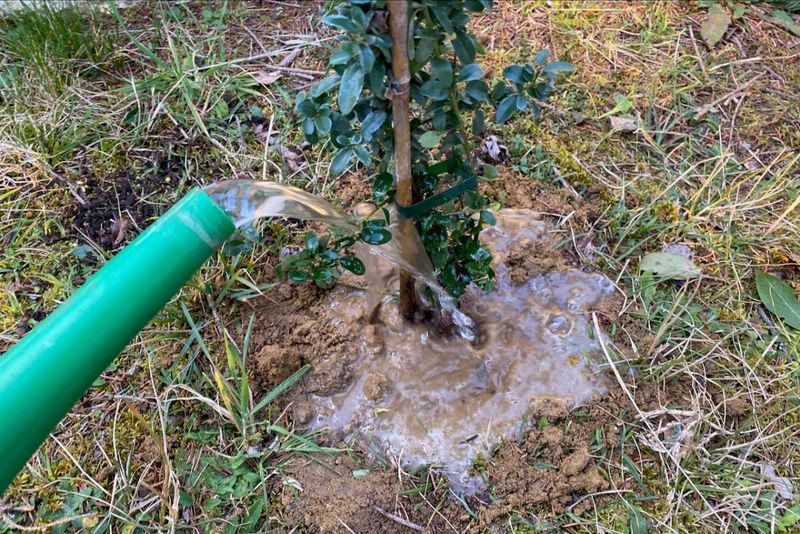 Water Newly Moved Shrubs Until Established Water Newly Moved Shrubs Until Established
