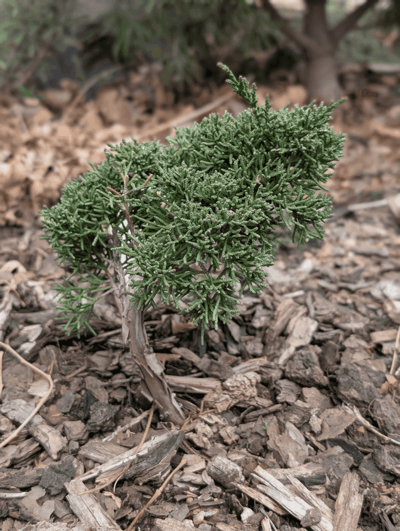 Water Newly Planted Trees And Shrubs Water Newly Planted Trees And Shrubs