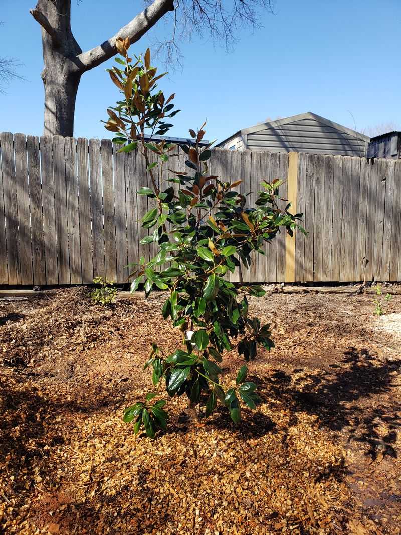 Water Newly Planted Trees Before Winter
