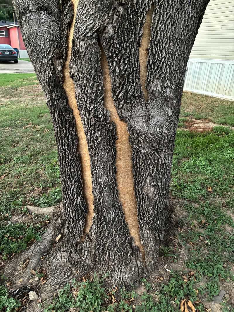 Water Oak Showing Split Bark