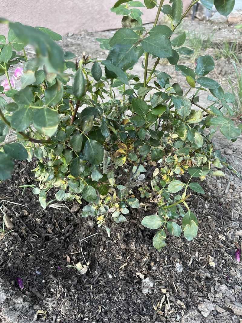 Water Roses During Dry Fall Spells