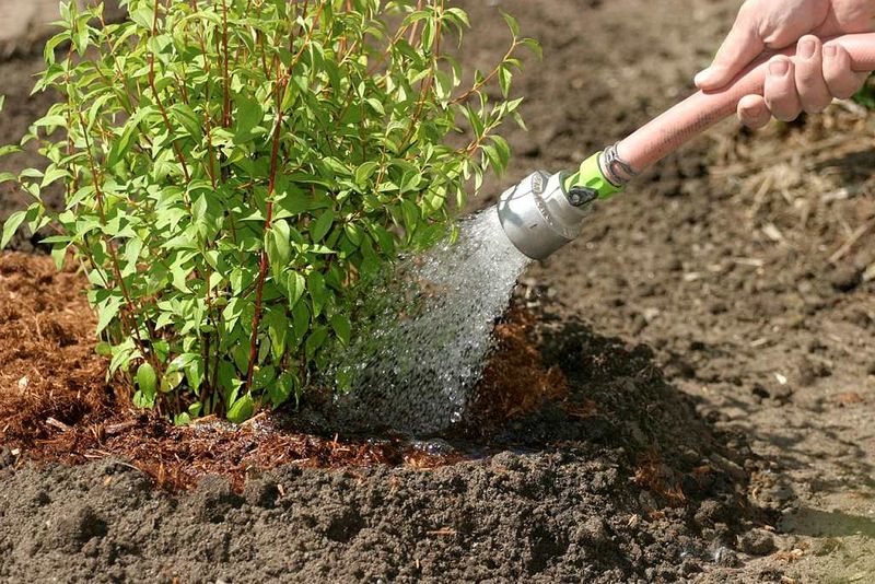 Water Salt-Affected Shrubs The Right Way