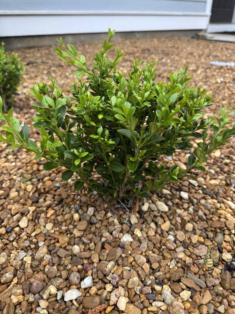 Water Slowly So Moisture Actually Reaches The Roots Water Slowly So Moisture Actually Reaches The Roots