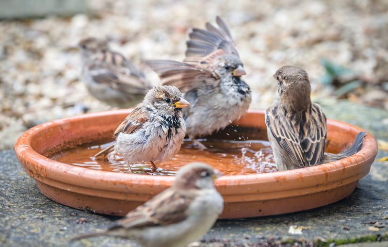 Water Sources Bring More Birds Nearby Water Sources Bring More Birds Nearby
