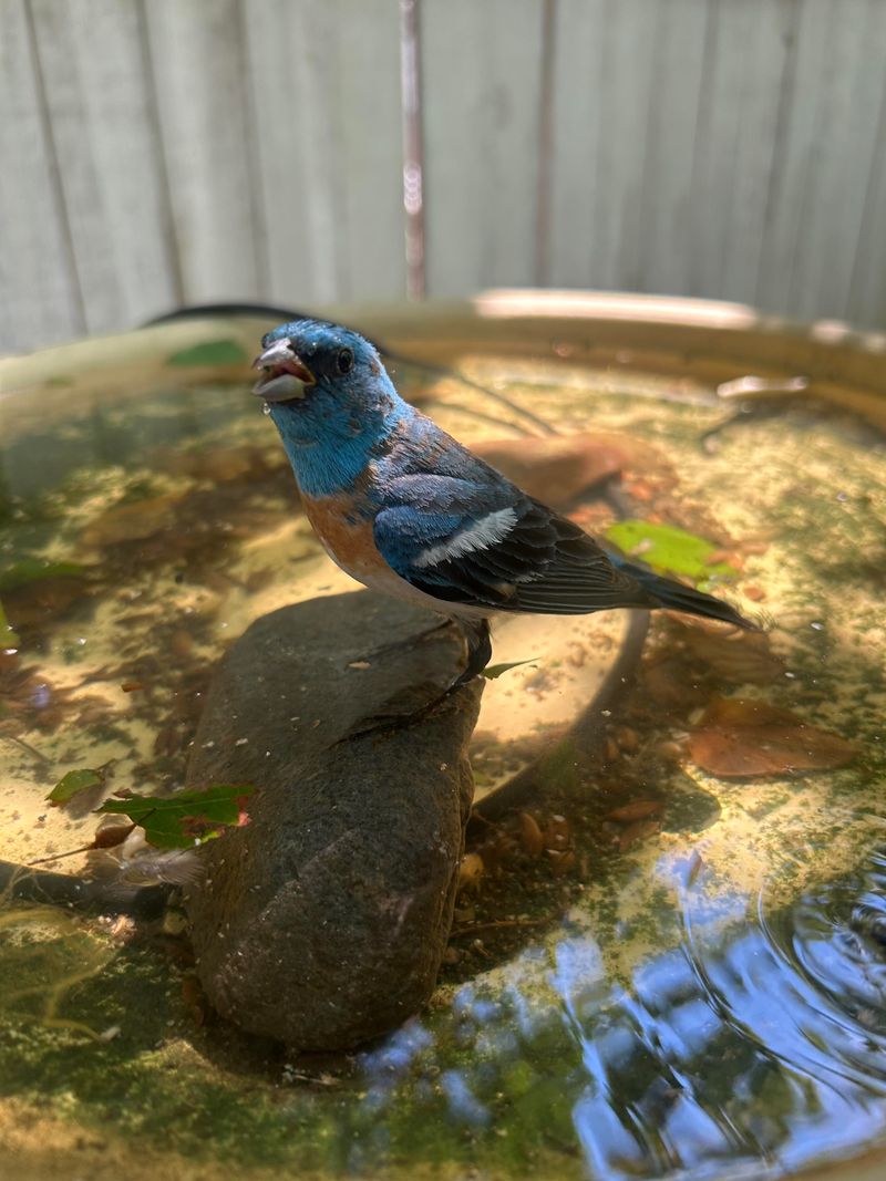 Water Sources Can Increase Bird Activity