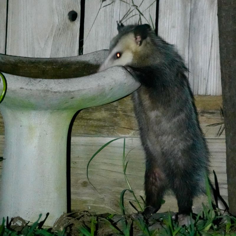 Water Sources Can Make Your Yard A Regular Stop Water Sources Can Make Your Yard A Regular Stop