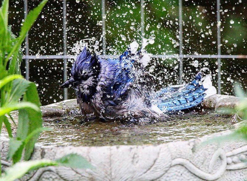 Water Sources Give Blue Jays Another Reason To Stop By