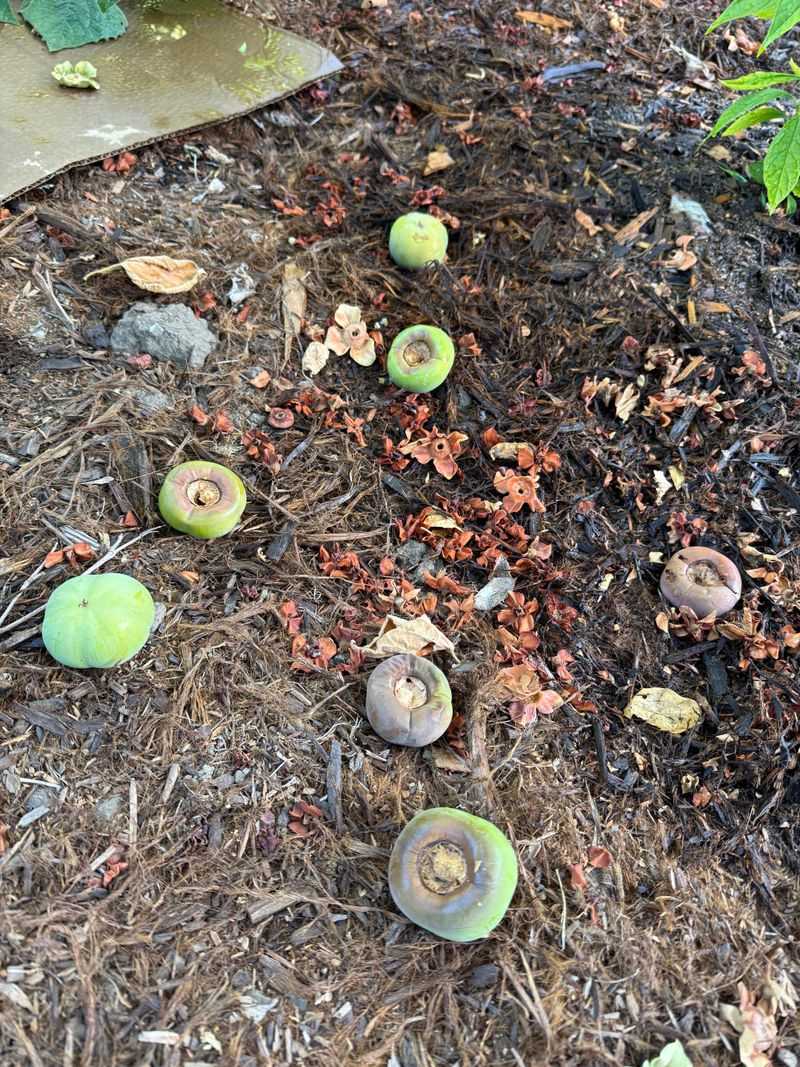 Water Stress Can Cause Early Fruit Drop Water Stress Can Cause Early Fruit Drop