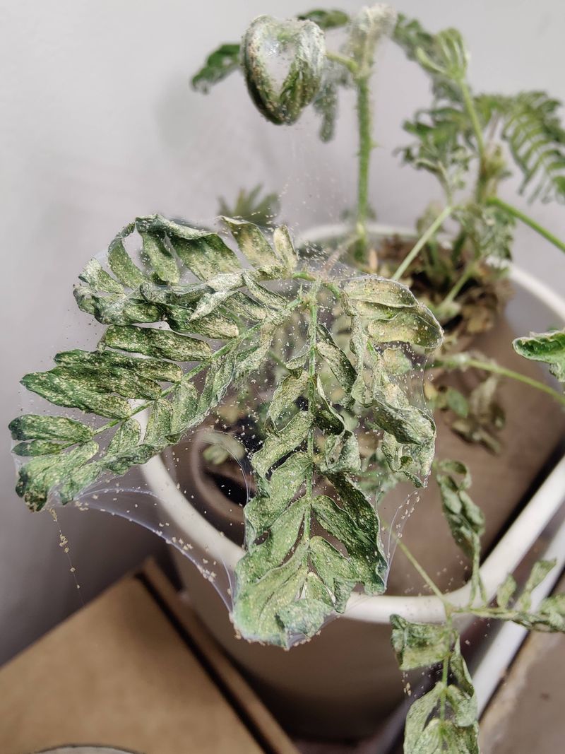 Water Stressed Plants Take The Hardest Hit