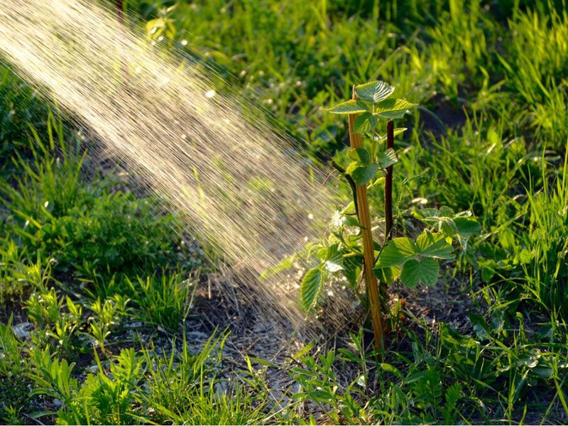 Water The Patch During Long Dry Spells