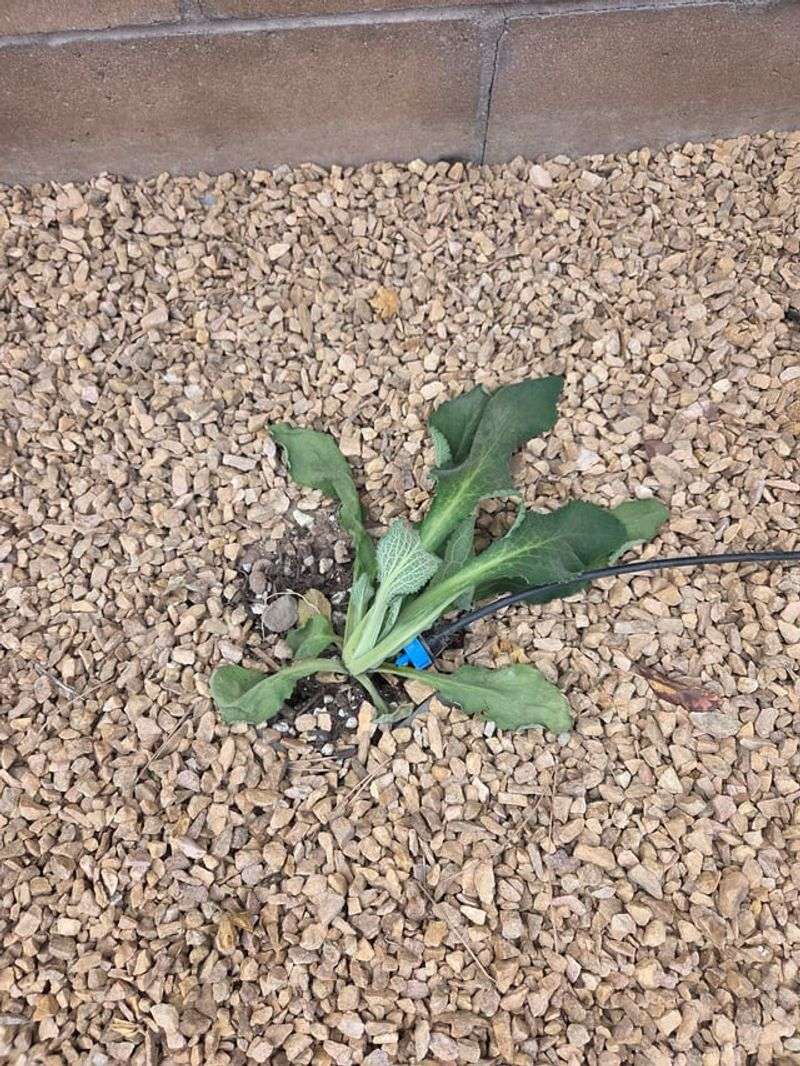 Water The Root Zone After Moving Each Plant Water The Root Zone After Moving Each Plant