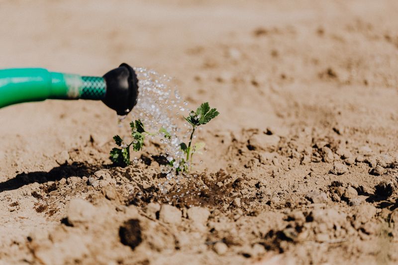 Water Trees, Shrubs, And New Plantings Deeply