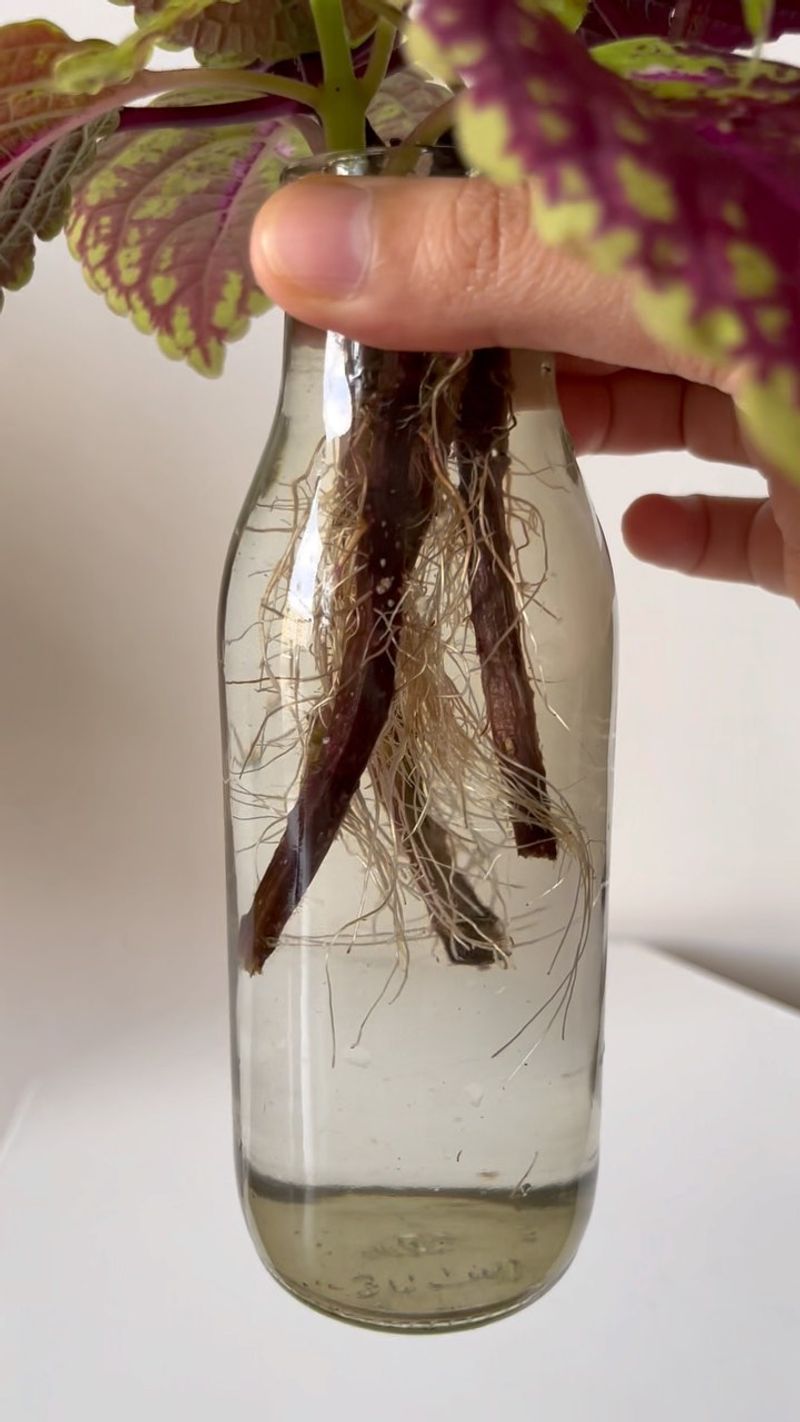 Water Versus Fresh Potting Mix For Roots Water Versus Fresh Potting Mix For Roots