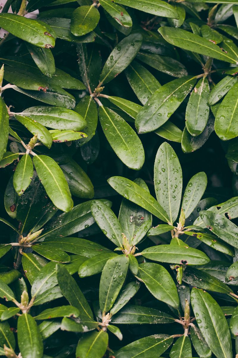 Water Vulnerable Plants Before A Hard Freeze
