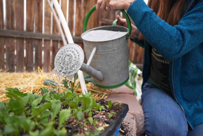 Water-Wise Watering and Mulching in Arizona Gardens