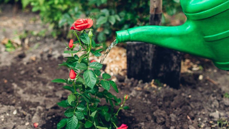 Water Your Roses Deeply Before The Ground Freezes Water Your Roses Deeply Before The Ground Freezes
