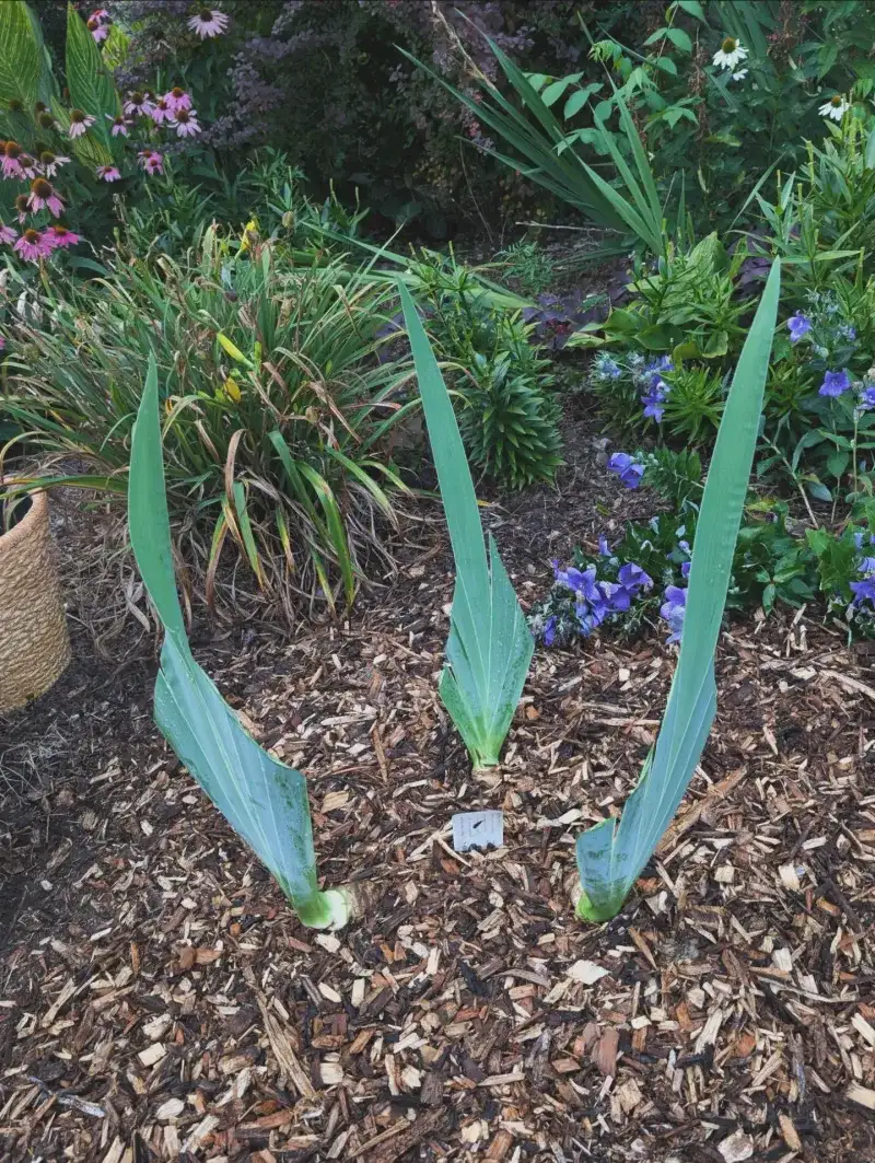 Watering And Mulch Choices For The Weeks Ahead Watering And Mulch Choices For The Weeks Ahead