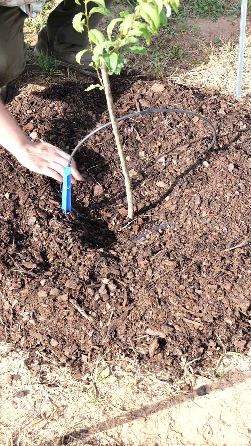 Watering And Mulching Through The First Freeze