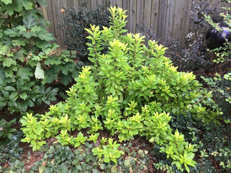 Watering Before Winter Helps Support Healthy Evergreen Foliage