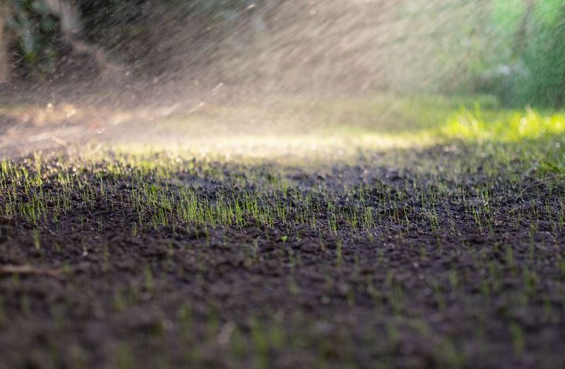 Watering Consistency Matters Most Early On