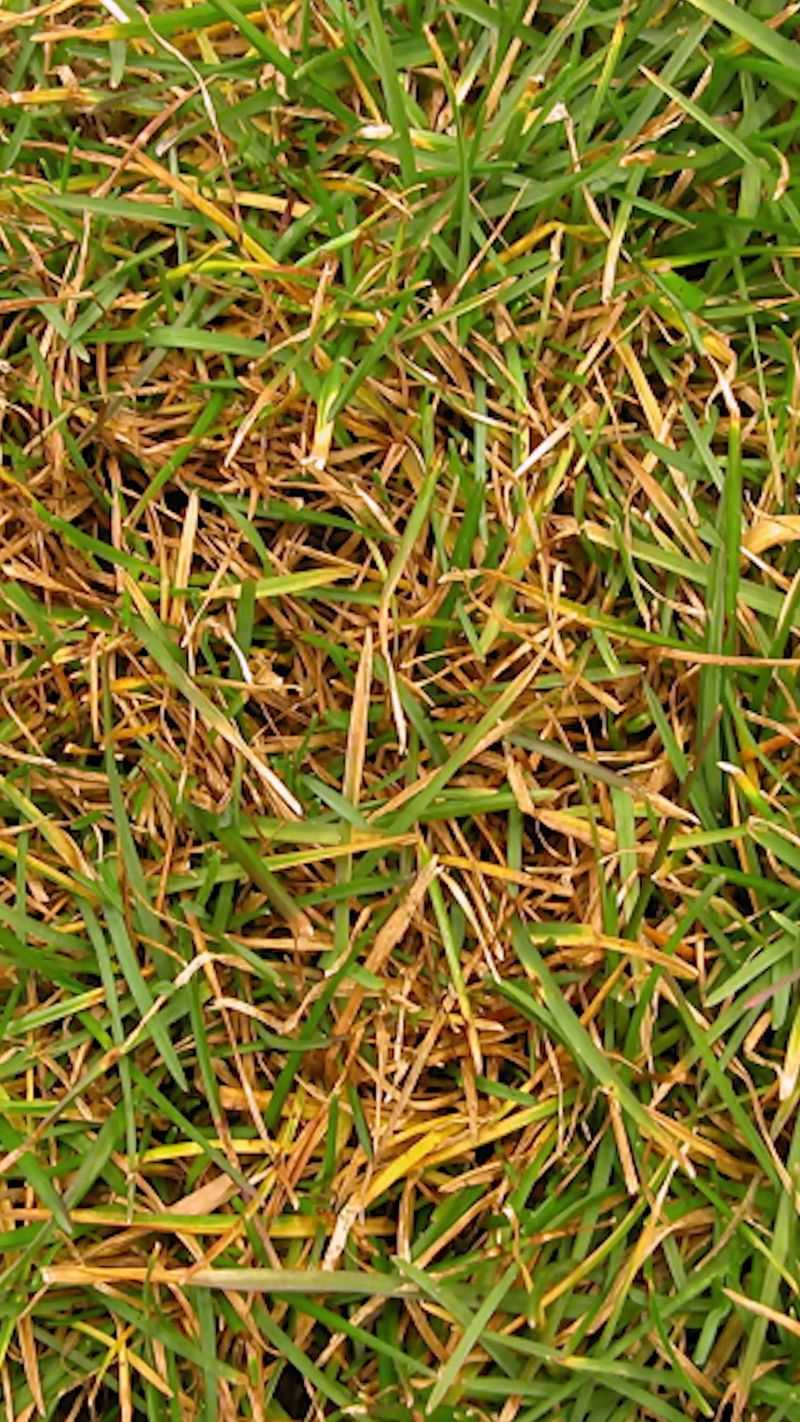 Watering Habits And Quick Fertilizer Missteps Watering Habits And Quick Fertilizer Missteps